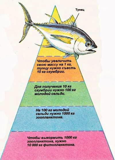 пищевая пирамида в океане на примере тунца